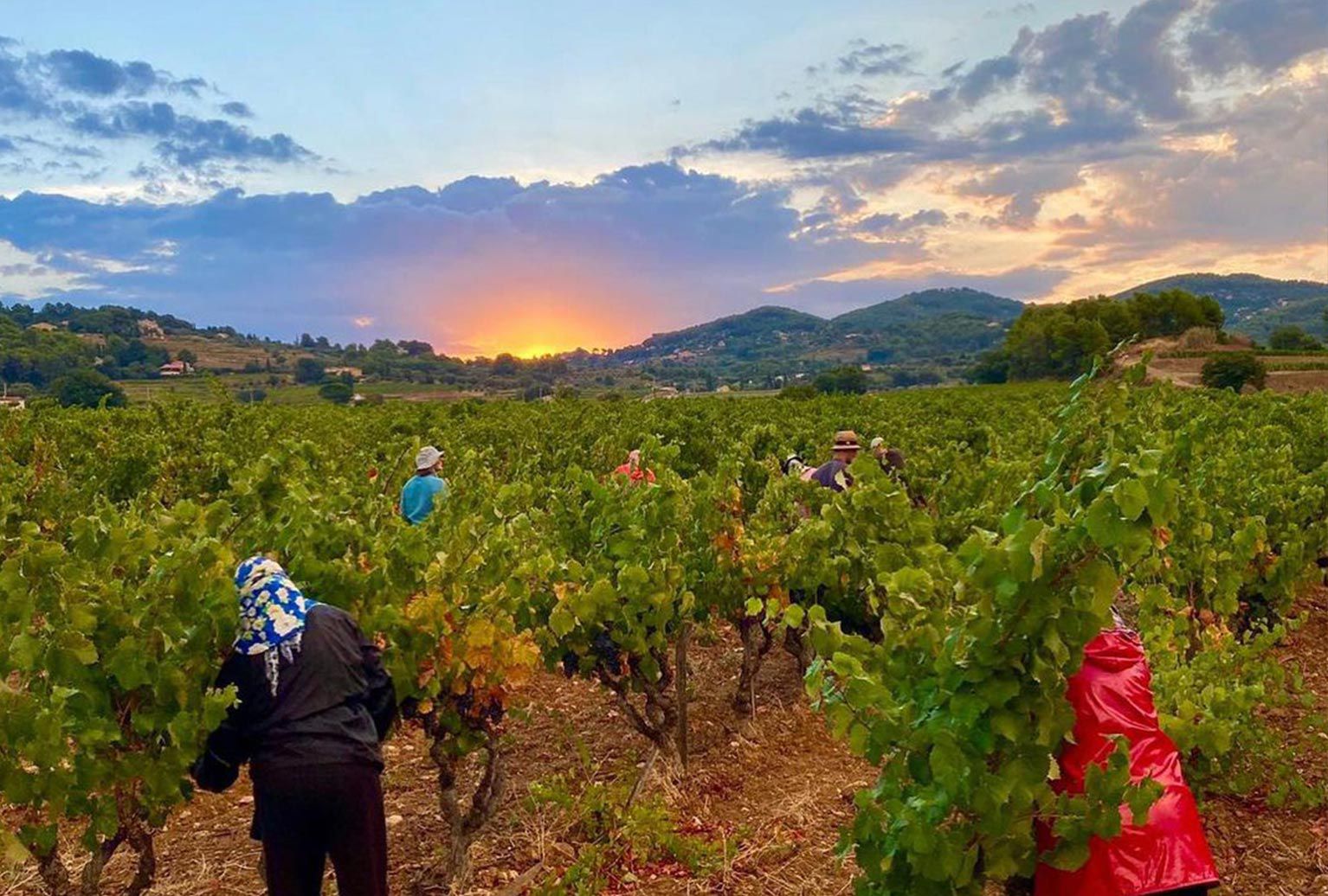 Domaine Tempier - Provence