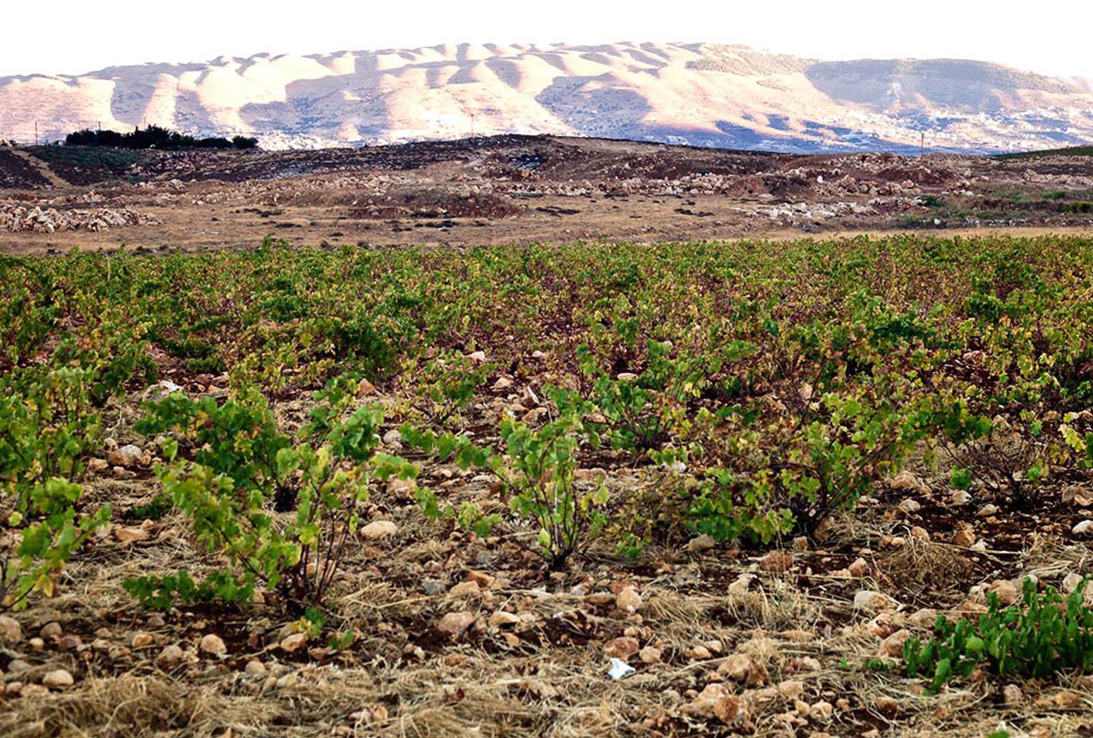 Château Musar - Bekka Valley