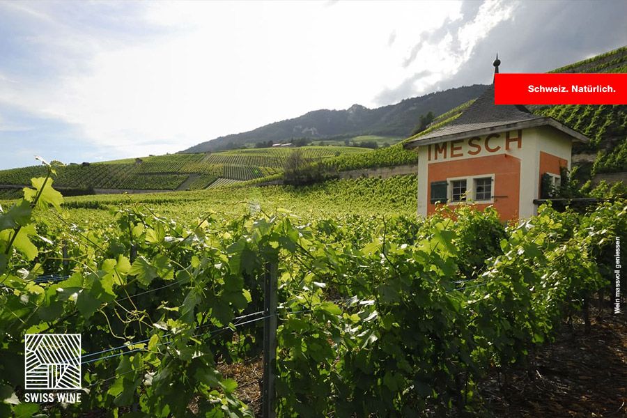 Bild: Imesch vins