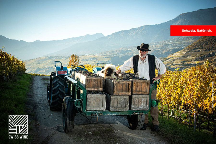 Bild: Domaines Rouvinez