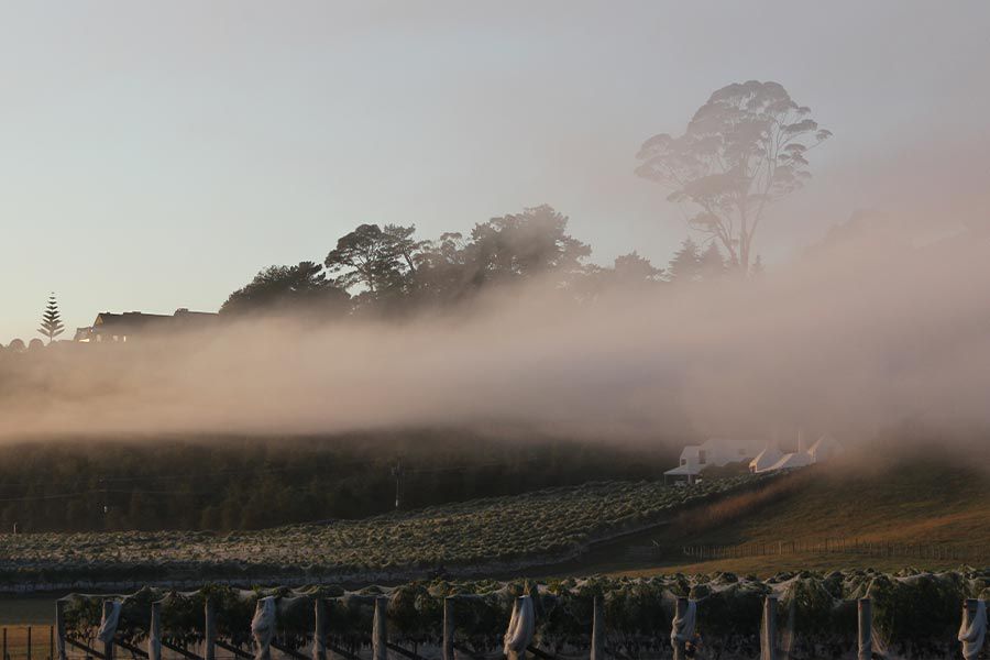 Bild: Te Mata Estate Reben