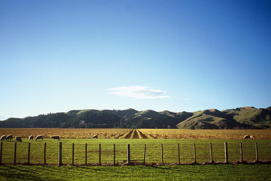 Bild: Te Mata Estate Aussicht