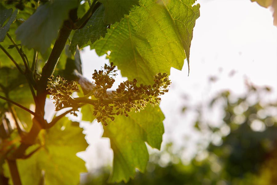 Ausgesuchte Weinperlen aus der Schweiz